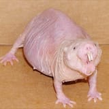 naked-mole-rats-strange-discoveries-about-an-unusual-animal