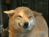 dog-squinting