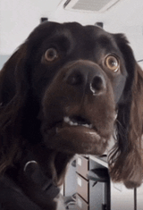 huh-what-dog-huh