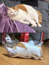 catcopie