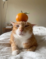 FWmFfLItbzPUrEFPLsuf