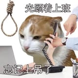kys cat