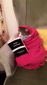 goodcat