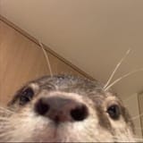 1752587694783238