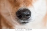 nezdechien