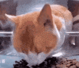 ginger-cat-ginger-cat-eating-then-staring-at-the-camera