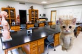 pussy in bio