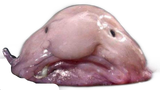 196-1963211_blobfish-sticker-clipart-358933644