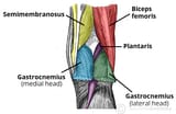 Borders-of-the-Popliteal-Fossa