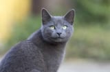 russian-blue-cats