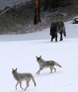 wolf-coyotes-mog-eyes