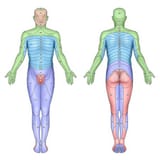 dermatome