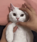 Thread image