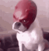 dog