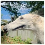 borzoyvey