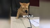 would