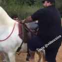 horsefph1684408350532104_thumb.jpg
