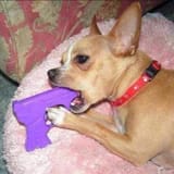 cachorro-churrasqueiro