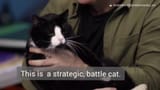 battle cat