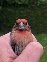 house-finch
