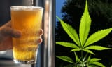 weedvsbeer