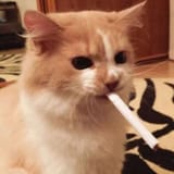 lite me johnny