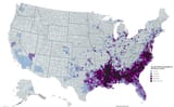 blacks united states census