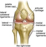 Knee_Anatomy