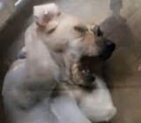DoginPain
