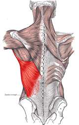 Latissimus_dorsi_