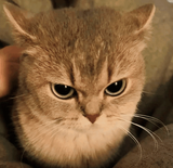 INCEL CAT