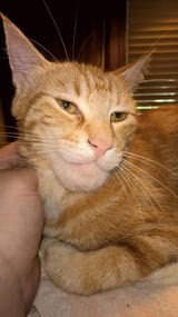 gigacat