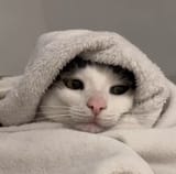 hijabi