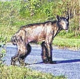 mange bear