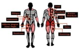 Muscles-Worked-in-Deadlift