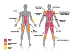 Deadlift-Muscles-Diagram-colour
