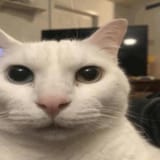 cat stare
