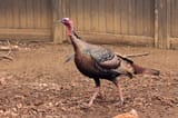 Turkey-Photo