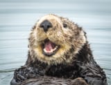 otterishappy