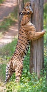 some-swole-tigers-v0-batx9jycshea1