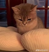 1705080335582471