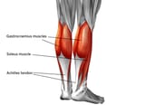 calves