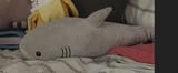 shark
