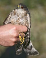 Sharpshinned_Hawk(2)