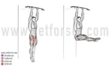 how_to_do_hanging_leg_raises_480x480