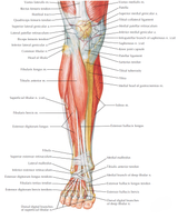 lowerlimb