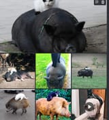 pig slaves