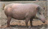 demon pig hybrid