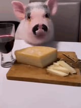 pig[1]