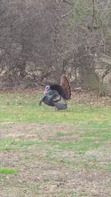 turkey